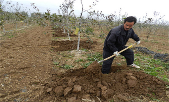苹果树管理要点，苹果树土肥水管理技术