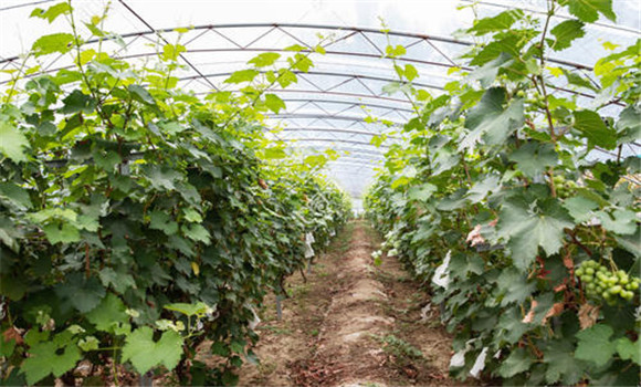 葡萄什么时候种植成活率高 葡萄苗栽种方法步骤