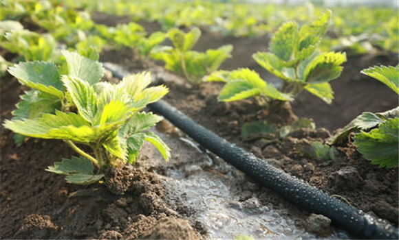 草莓施肥时间和方法 草莓施肥用什么肥料