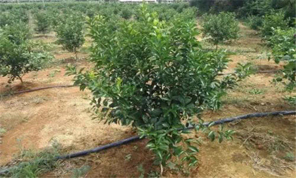芦柑种植时间与芦柑种植技术要点