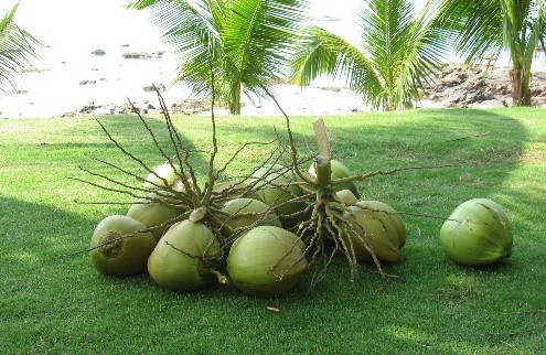 椰子的功效与作用