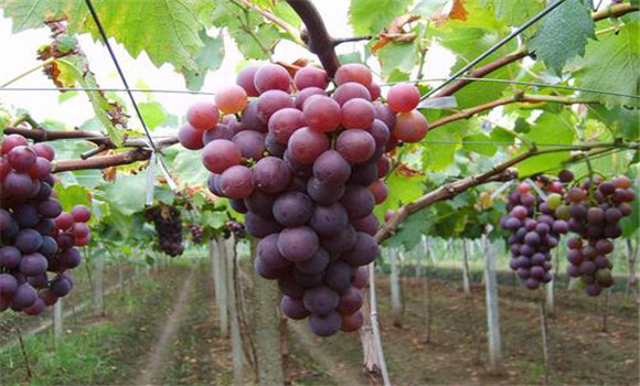 葡萄生产对自然环境条件有哪些要求