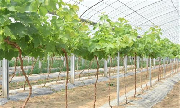 大棚葡萄什么品种好 怎样在大棚内栽培葡萄