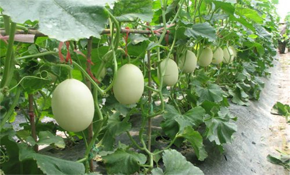 甜瓜栽培：网纹甜瓜的栽培方法与种植技术