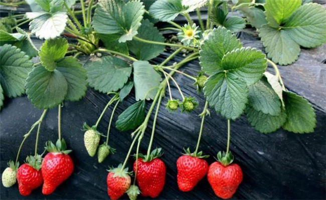 高产的草莓品种有哪些 草莓的田间管理技术要点