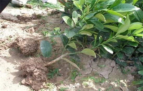 佛手盆栽的种植方法