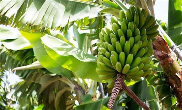 香蕉适宜种植地区