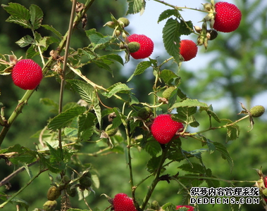 树莓种植方法