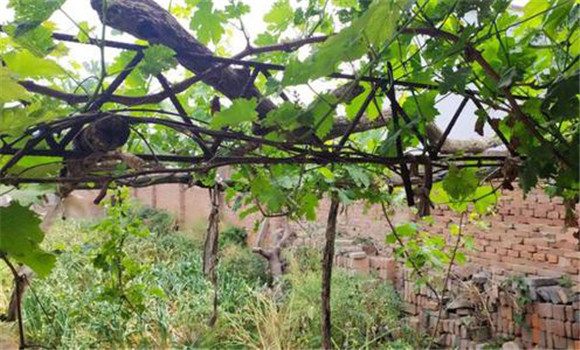 庭院葡萄应选择哪种树型方式合适