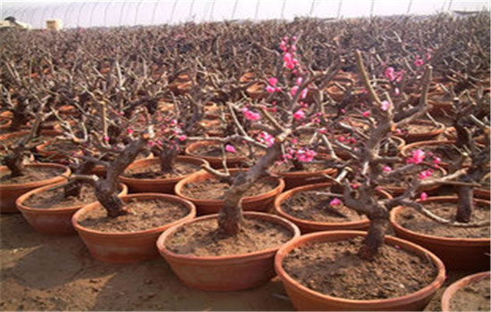 盆栽梅花养殖的方法和注意事项