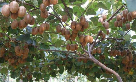 猕猴桃树的种植方法 猕猴桃早期栽培技术