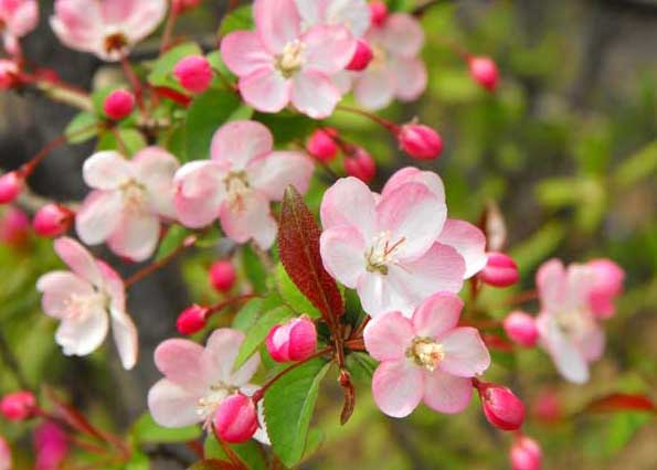 海棠花的花语是什么？