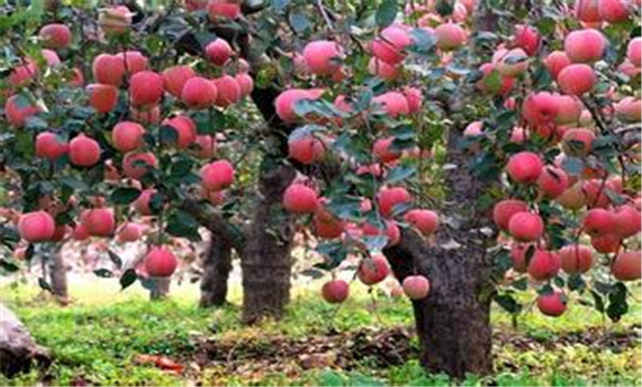 苹果树需要什么肥料 苹果树需肥特点及施肥技术