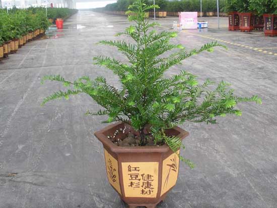红豆杉的繁殖方法