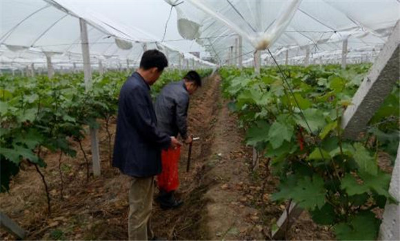 大棚葡萄栽培要领:施肥 温度调控 病虫害防治等