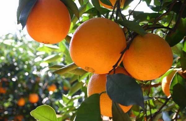 柑橘各个生长周期的病虫害防治