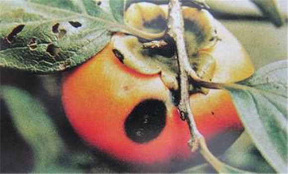 怎么防治柿子树炭疽病