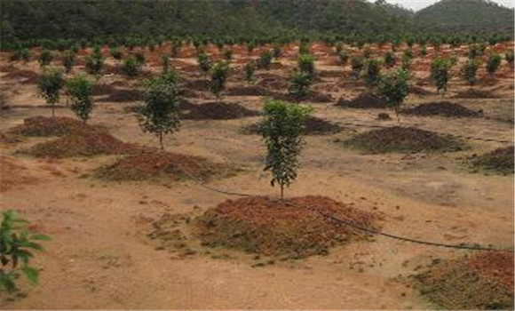 柑桔节水灌溉的四个方法