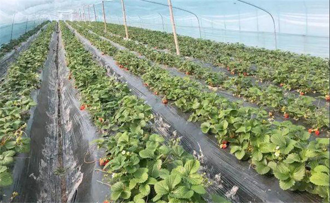 草莓亩产量大约能达到多少 草莓的种植前景如何