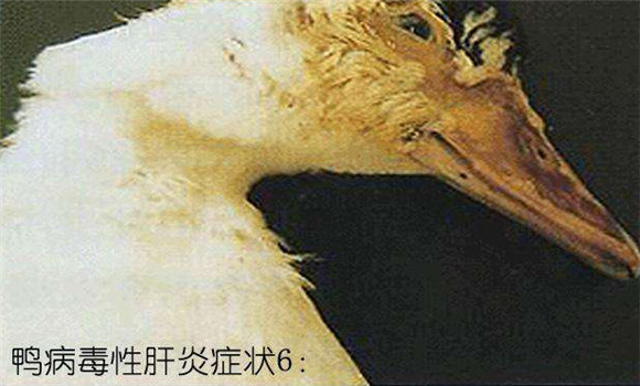 鸭病毒性肝炎图片 鸭病毒性肝炎的治疗方法