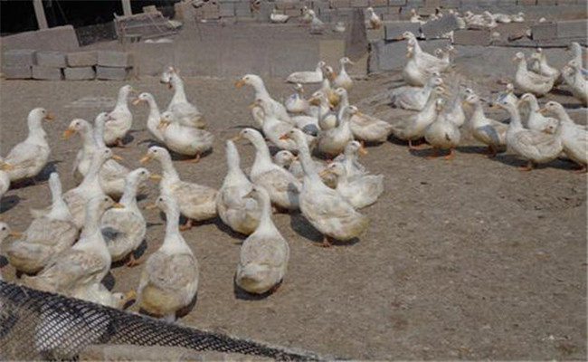 鸭养殖场如何加强科学饲养管理