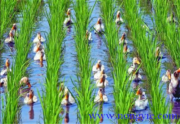 稻鸭共养、共生农业新模式