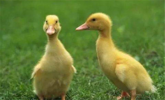 如何饲养雏鸭 雏鸭养殖技术要点