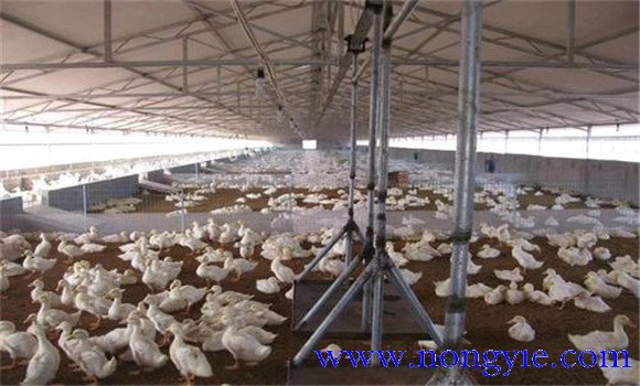 蛋鸭养殖技术与管理要点 蛋鸭标准化养殖技术