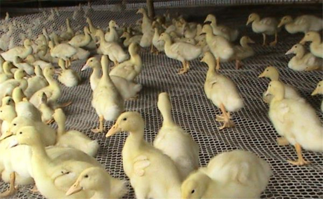 雏鸭饲养密度多少合适 雏鸭养殖管理注意事项
