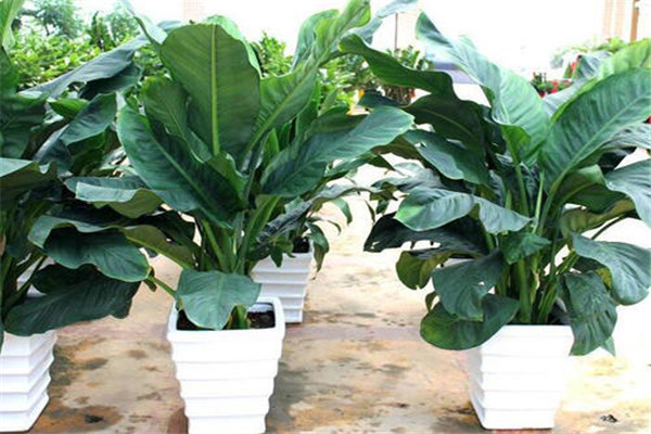 绿巨人花怎么养 绿巨人盆栽养殖的五个要点