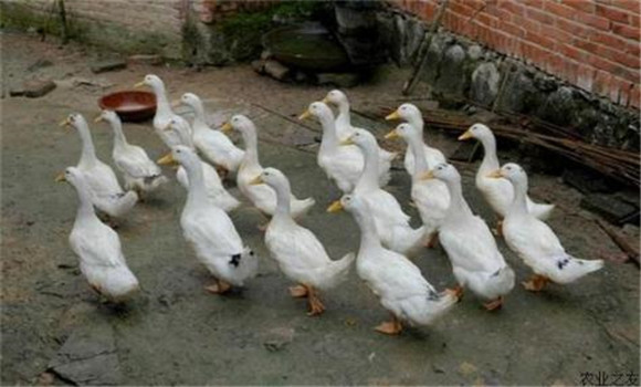 了解鸭子五个规律 把握鸭子高效养殖方法与技巧