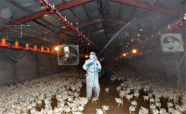 规模养殖场如何消毒？养鸭场消毒制度有哪些