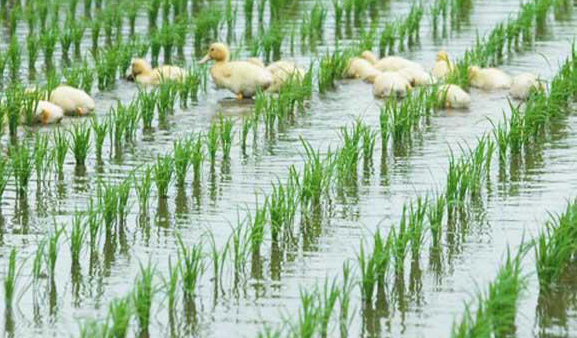 稻田养鸭方法