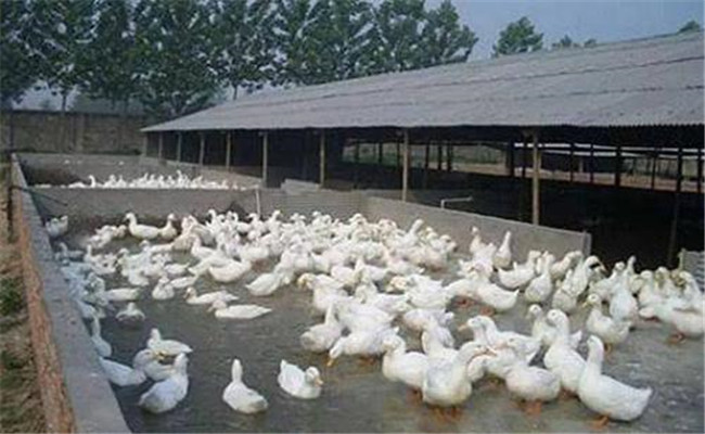 养鸭场中雏鸭的饲养管要点及其对饲料的要求
