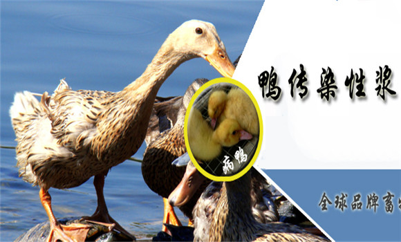 鸭传染性浆膜炎症状 鸭传染性浆膜炎治疗方法