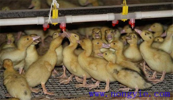 雏鸭饲养及管理要点：饲喂、温度、饲养密度等