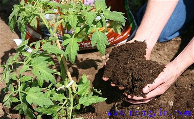 施用有机肥的好处 使用有机肥一定要充分腐熟