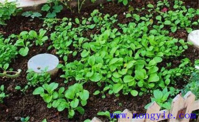 当前有机肥施用存在的问题 蔬菜有机肥施肥方法