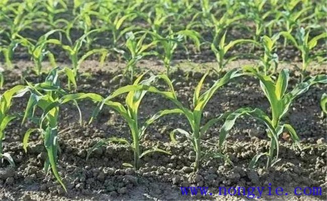 玉米除草剂的使用方法、使用剂量与混用搭配