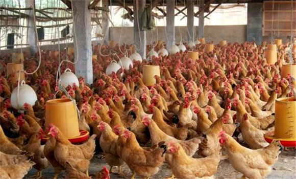 五大因素影响养鸡的饲料利用率