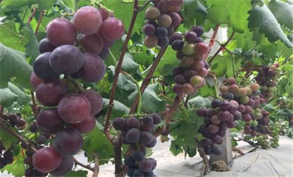 怎样判断葡萄熟不熟，买来的葡萄没熟怎么办？