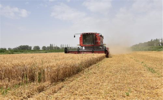 小麦收割机一天能收多少亩