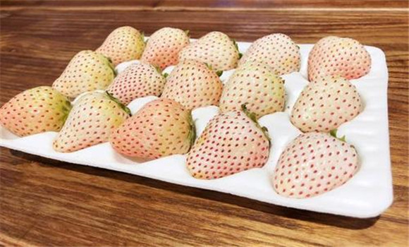 菠萝莓的价格 菠萝莓多少钱一斤