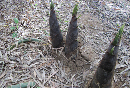 竹笋的生长习性 竹笋的栽培方法与技术要点