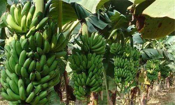 常见香蕉的栽培品种