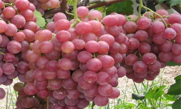 葡萄的营养价值及功效 葡萄有什么功效价值