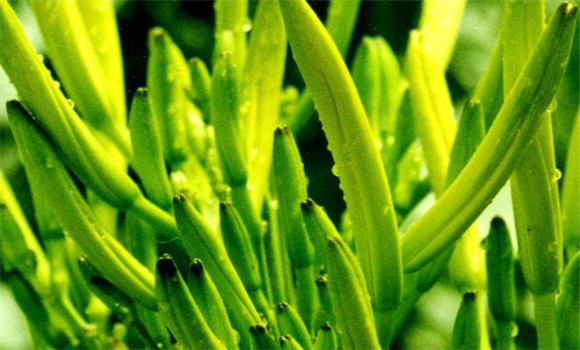 黄花菜的营养价值 黄花菜的功效与作用