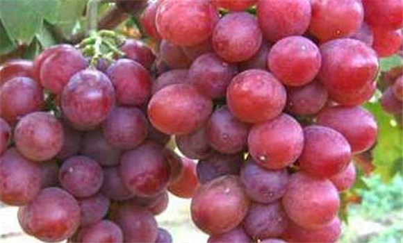 葡萄的功效与作用有哪些，葡萄汁怎么榨好喝？