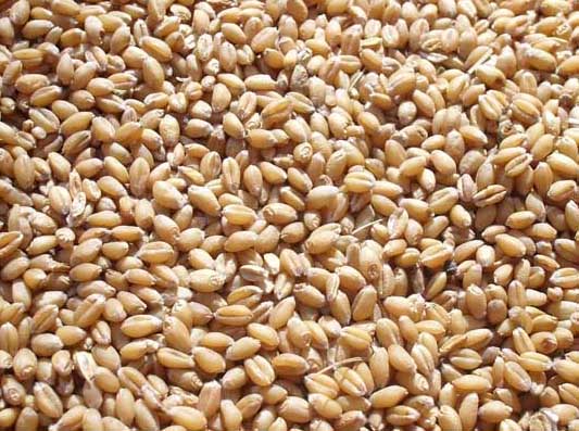 小麦-有关小麦的资料