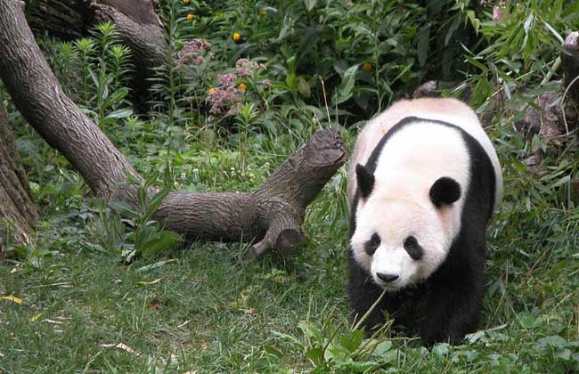 大熊猫吃不吃肉